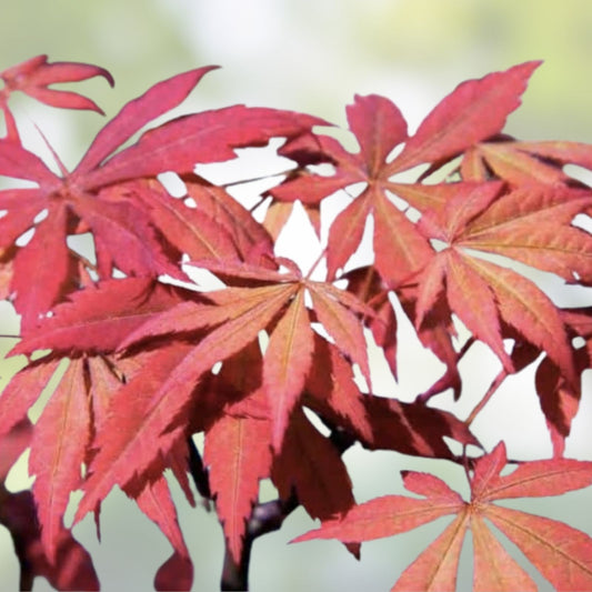 Japanese Maple Tree Cuttings 6" Rooting Grafting Pack Acer palmatum Live Plant Propagation 10 Pieces