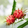 Dragon Fruit Cutting Jesséllé Hylocereus undatus Live Plant Starter Garden Propagation