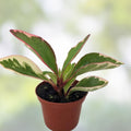 Peperomia Clusiifolia Tricolor Succulent Plant - Live Houseplant, Red Variegated Jelly Peperomia, 3-5 inch starter plant