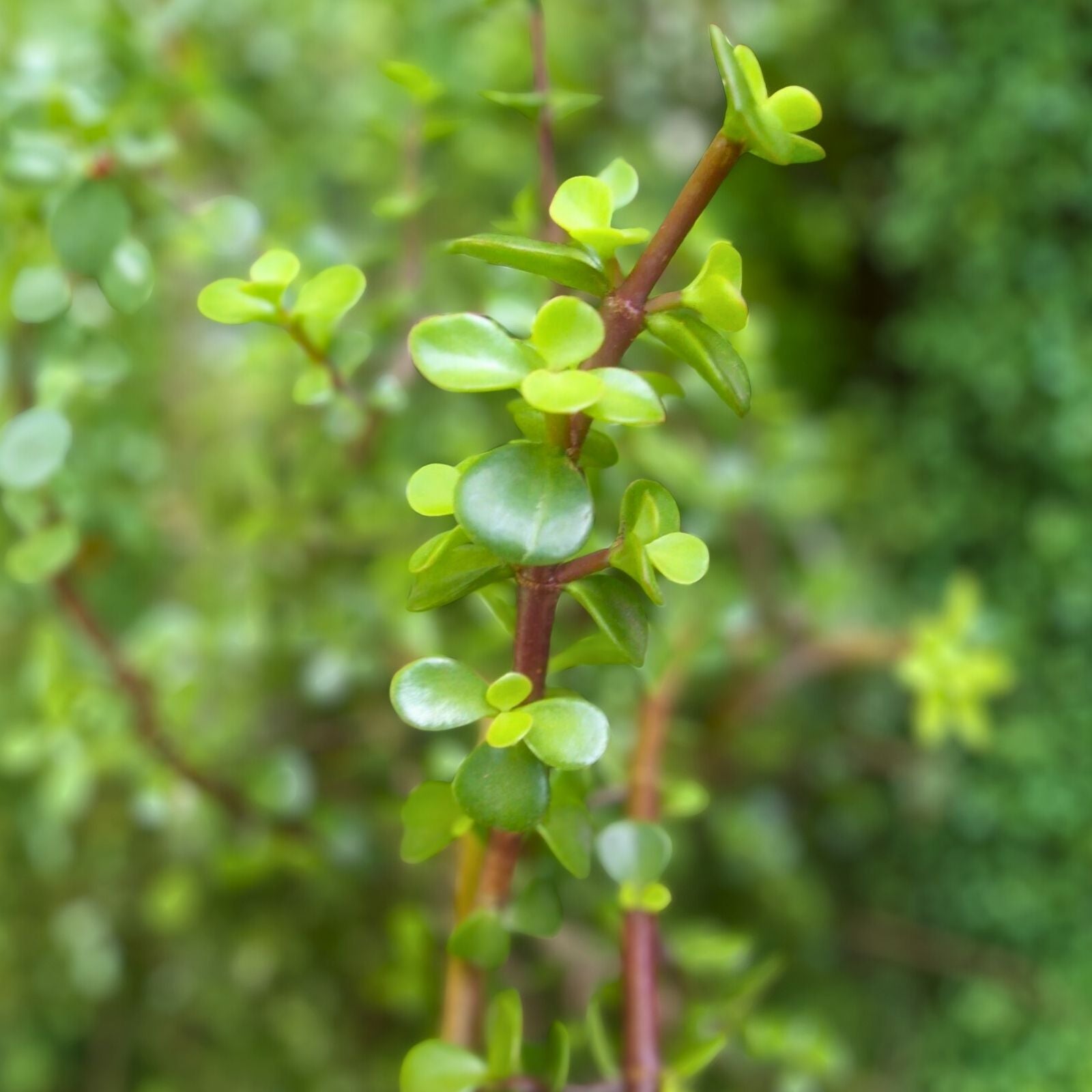 Fresh Elephant Jade Bush Succulent Cuttings, 5-6 Inches, Crassula ovata, Rare Indoor Plant, Easy Care Succulent Propagation