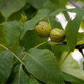 Shellbark Hickory Tree Live Plant Set of 2, Edible Nuts, Native USA, Carya laciniosa, Hardy Zones 5-9