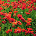Corn Poppy Seeds 100+ | Bright Red Papaver rhoeas Wildflower Seeds for Gardens | Easy to Grow Live Plant or Seed