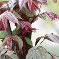Chinese Toon Tree Seeds 30 Pack | Rare Pink Leaves | Edible Sapindus mukorossi Tree Plant Seeds | Fast Growing