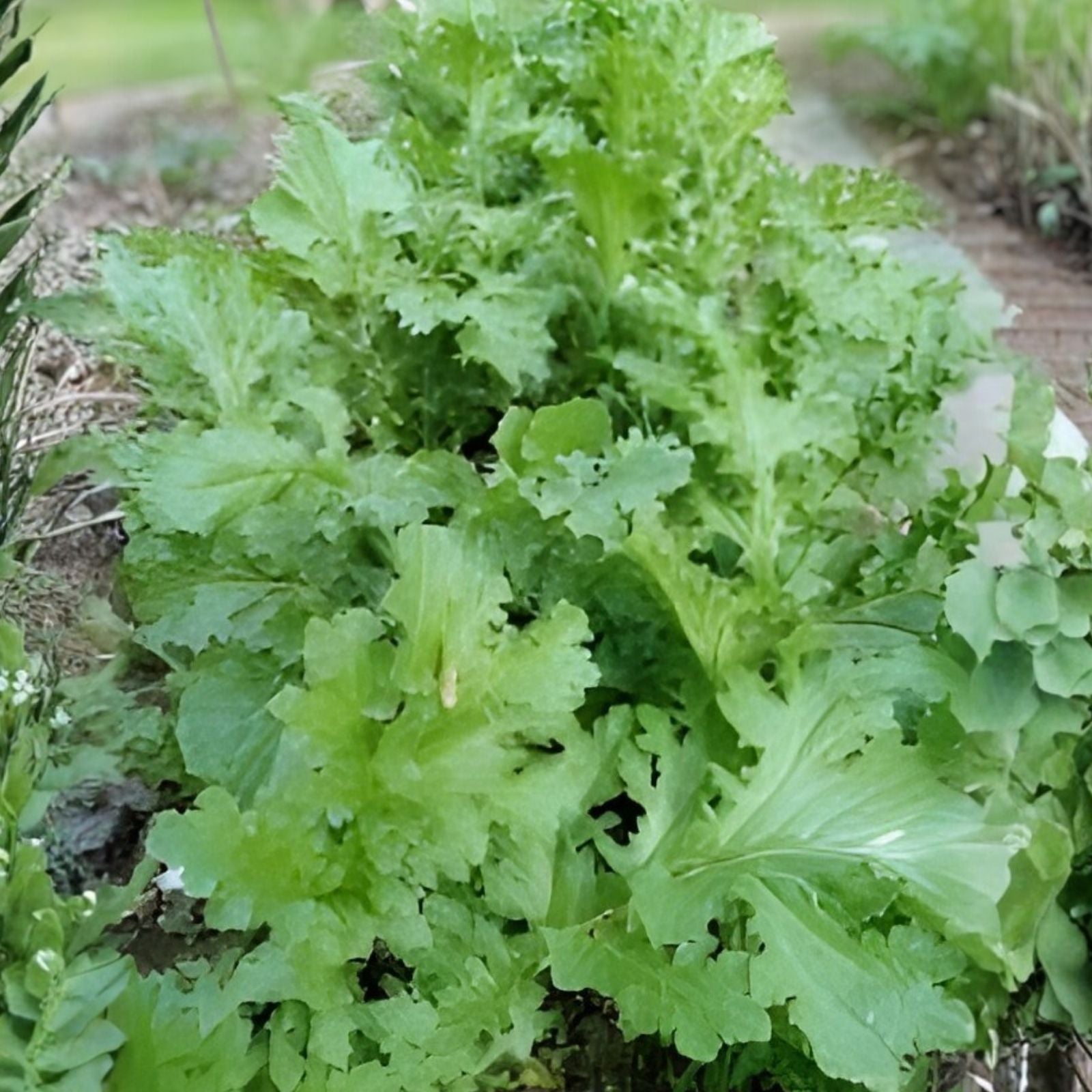 Mustard Greens Seeds Heirloom Non-GMO Tendergreen Brassica juncea Vegetable Starter Plant Cutting