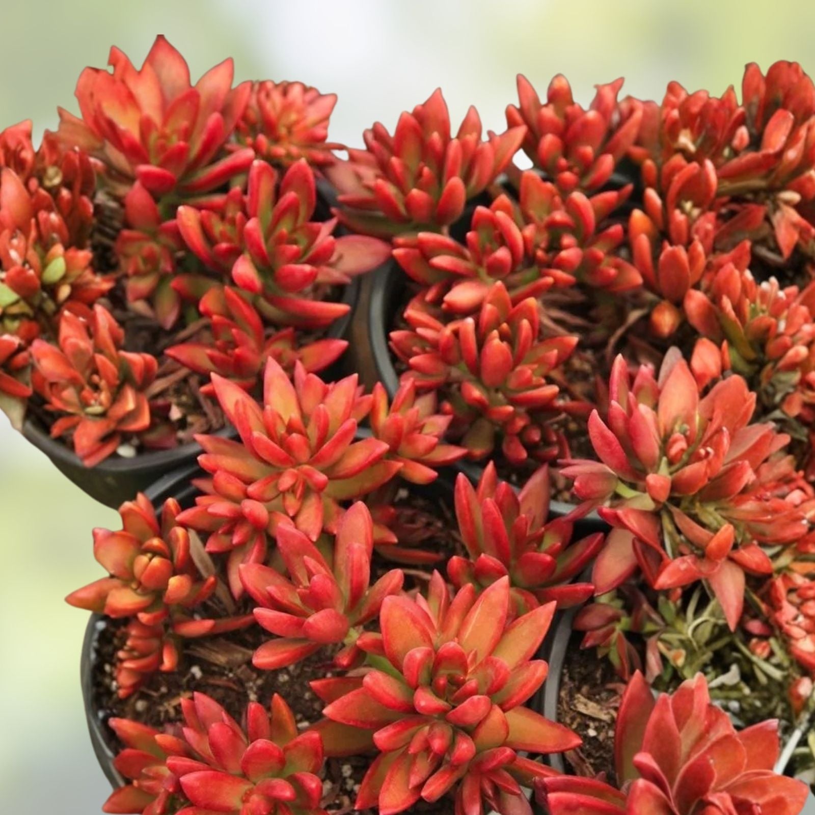 Sedum adolphi Firestorm Succulent Plant 2" Live Houseplant Yellow Red Rosettes for Decor