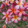 Rooted Plumeria Cutting Peachglow 17" Tropical Flowering Plant Plumeria rubra Houseplant