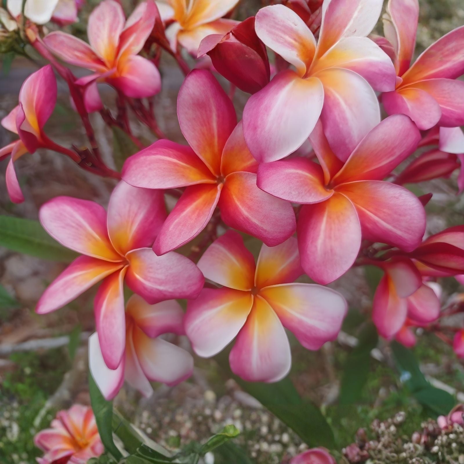 Rooted Plumeria Cutting Peachglow 17" Tropical Flowering Plant Plumeria rubra Houseplant
