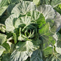 Collard Green Seeds Georgia Southern Heirloom Non-GMO Vegetable Garden Seeds 500 Pack Brassica oleracea