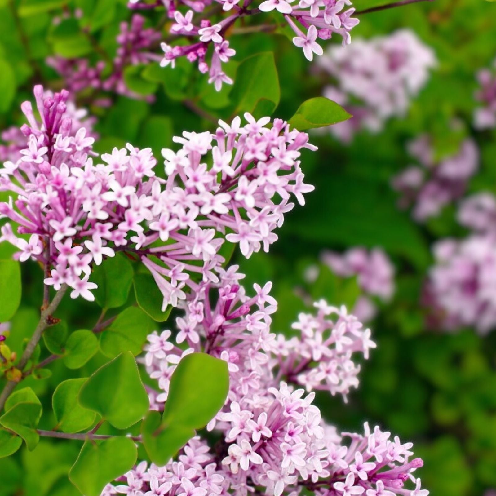 Red Pixie Lilac Live Plant 6" Bare Root Dwarf Shrub Syringa pubescens subsp. julianae Aromatic Pink Blooms