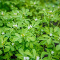 Fenugreek Herb Seeds, Trigonella foenum-graecum, 50+ Heirloom Cooking & Gardening Starter Plants, Live Seeds for Indoor & Outdoor Growing
