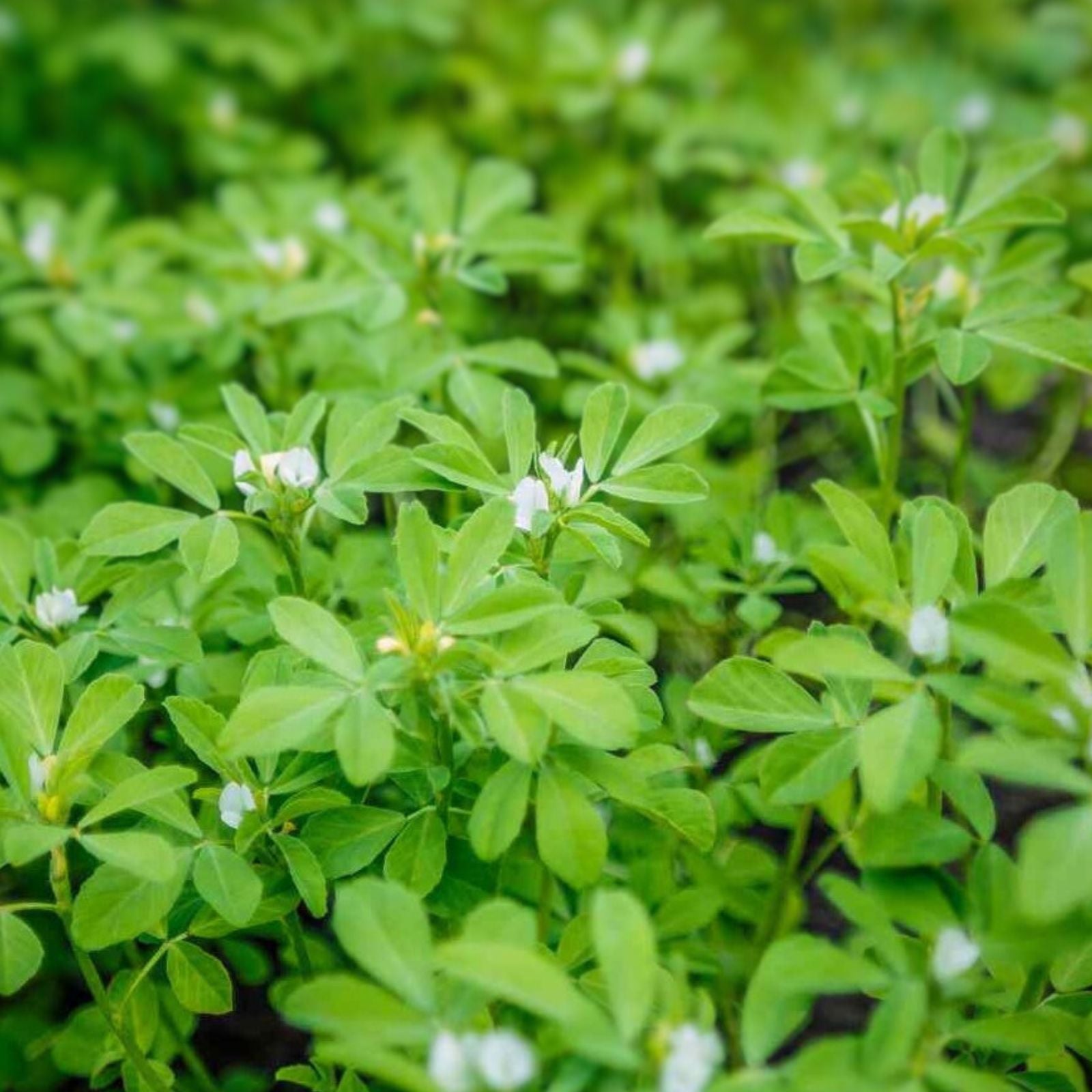 Fenugreek Herb Seeds, Trigonella foenum-graecum, 50+ Heirloom Cooking & Gardening Starter Plants, Live Seeds for Indoor & Outdoor Growing