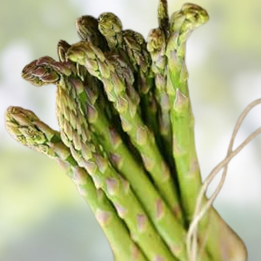Jersey Giant Live Asparagus Bare Root Plants 2-Year Crowns, Edible Vegetable, Organic Gardening, Asparagus officinalis