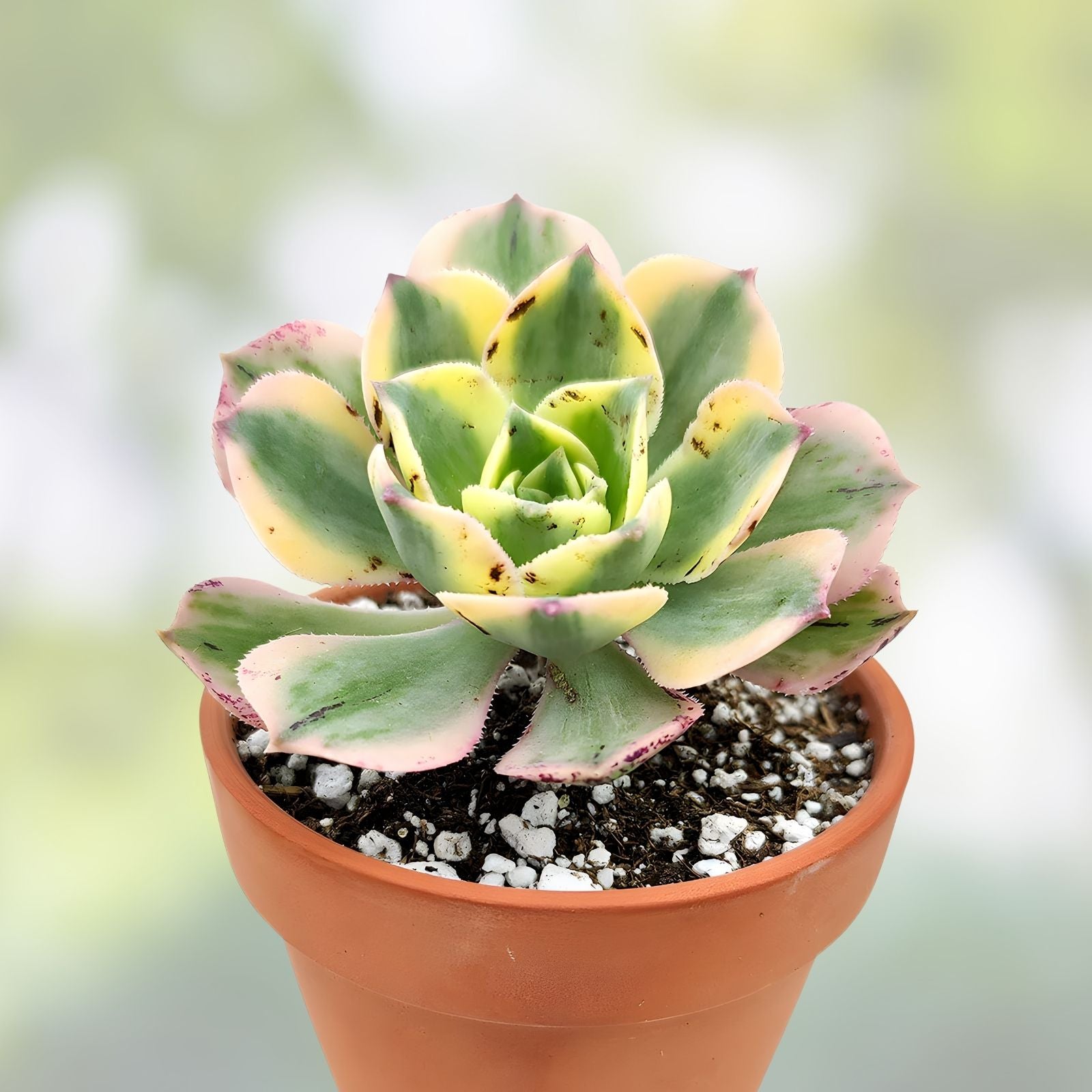 Aeonium Sunburst Succulent Cutting 4-6 inches, Variegated Indoor Houseplant, Colorful Succulent Starter Plant, Live Plant, Garden Decor