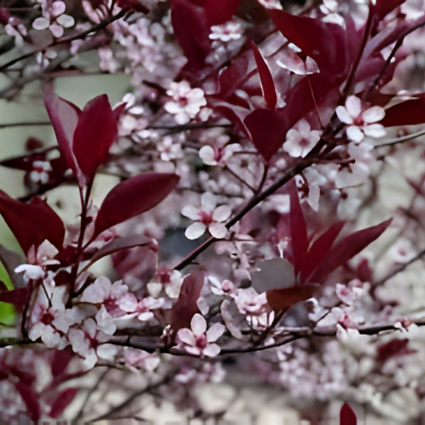 Sand Cherry Bush Seedlings 2 Pack | Prunus besseyi Hardy Shrubs for Landscaping Garden Planting | Live Plants