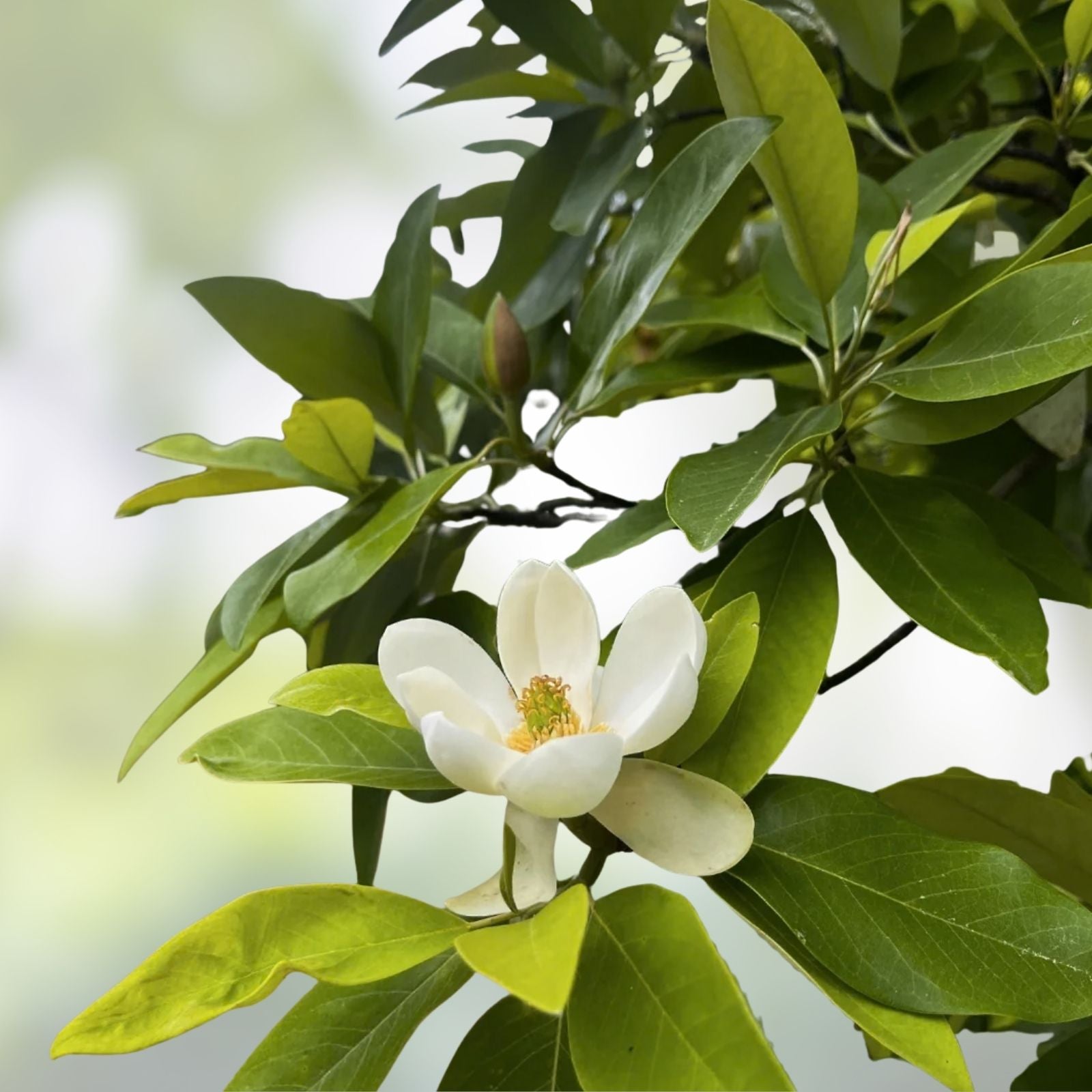 Tea Tree Seeds - 12 Camellia Sinensis Herbal Planting Seeds for Tea Production - Gardening Seeds for Growing Tea Plants