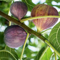 Brown Turkey Fig Cuttings 8 Pack Ficus carica Heirloom Fruit Tree Live Plant for Home Garden