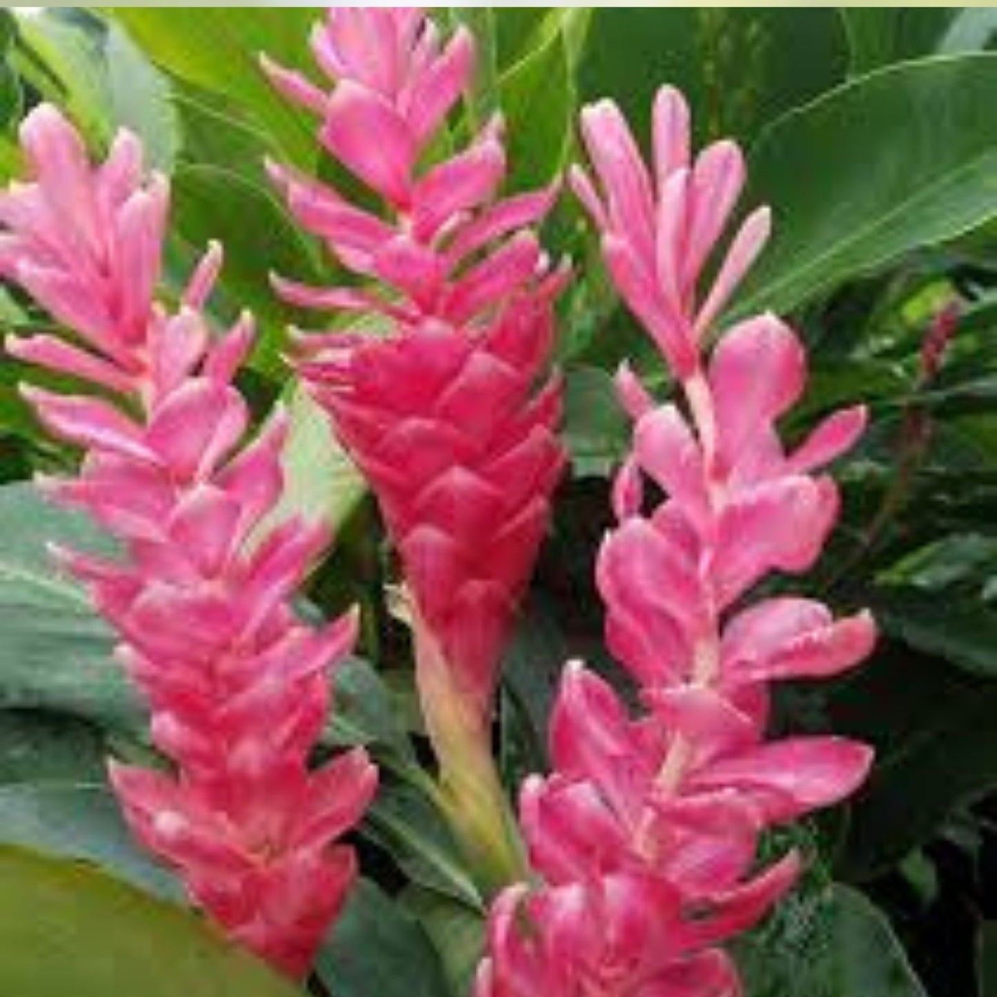 Hawaiian Hot Pink Ginger Plant Alpinia purpurata Live Starter Plant Tropical Perennial Houseplant