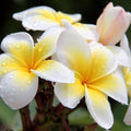 Yellow Plumeria Cutting 10 inch Unrooted Single Head Pack of 25 - Plumeria spp. Fresh Starter Cuttings for Fast Growing Gardens