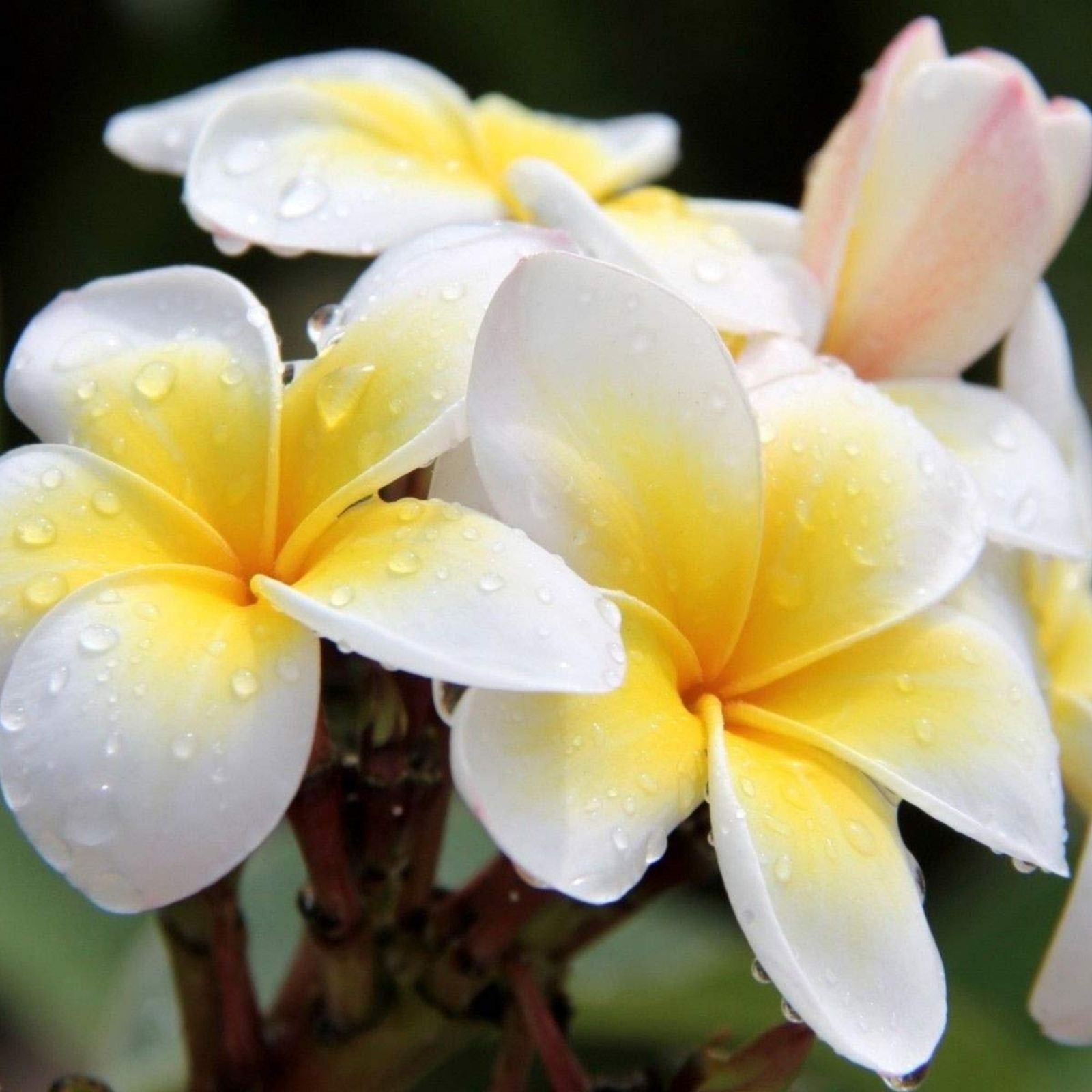 Yellow Plumeria Cutting 10 inch Unrooted Single Head Pack of 25 - Plumeria spp. Fresh Starter Cuttings for Fast Growing Gardens