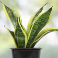 Silver Serpent Vine Plant | Smilax glauca | Live Houseplant | Green Silver-Backed Leaves | Rooted Starter Plant