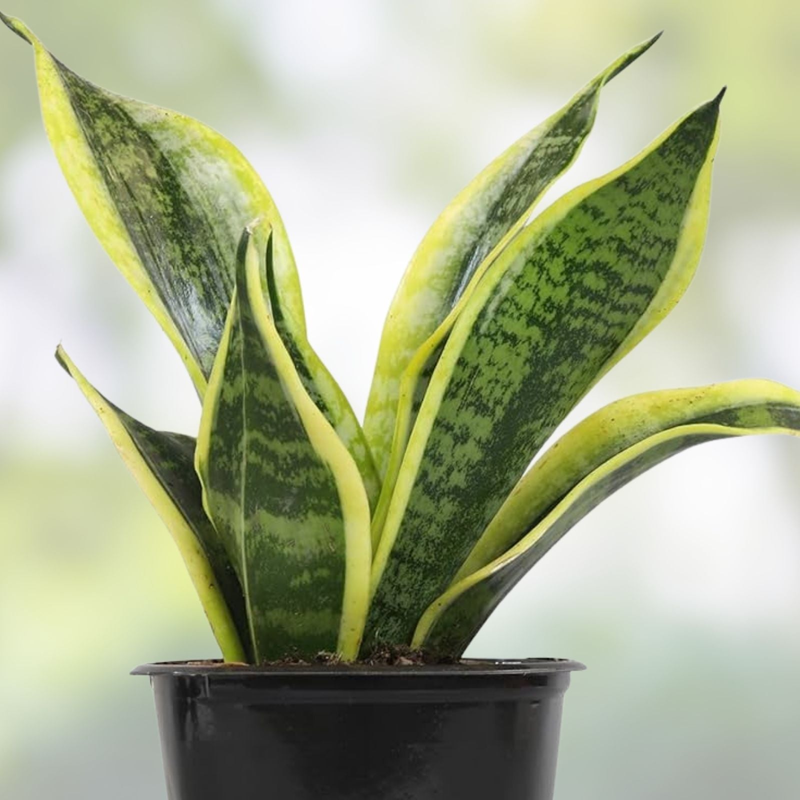 Silver Serpent Vine Plant | Smilax glauca | Live Houseplant | Green Silver-Backed Leaves | Rooted Starter Plant
