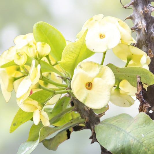 Light Yellow Crown of Thorns Cutting, Euphorbia milii, Succulent Plant, Live Indoor or Outdoor Decor, No Roots, Just In Stock