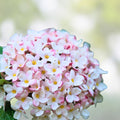 Viburnum × burkwoodii Mohawk Live Plant 24-36" Fragrant White Flowers Shrub Bare Root Houseplant