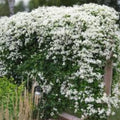 Sweet Autumn Clematis Bare Root Plant, Clematis paniculata, Fragrant Climbing Vine, 8-12 inches, Live Starter Plant