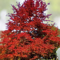 Blackgum Tree Live Plants Set of 2 Nyssa sylvatica Bare Root Deciduous Hardwood Trees 16-24 inches