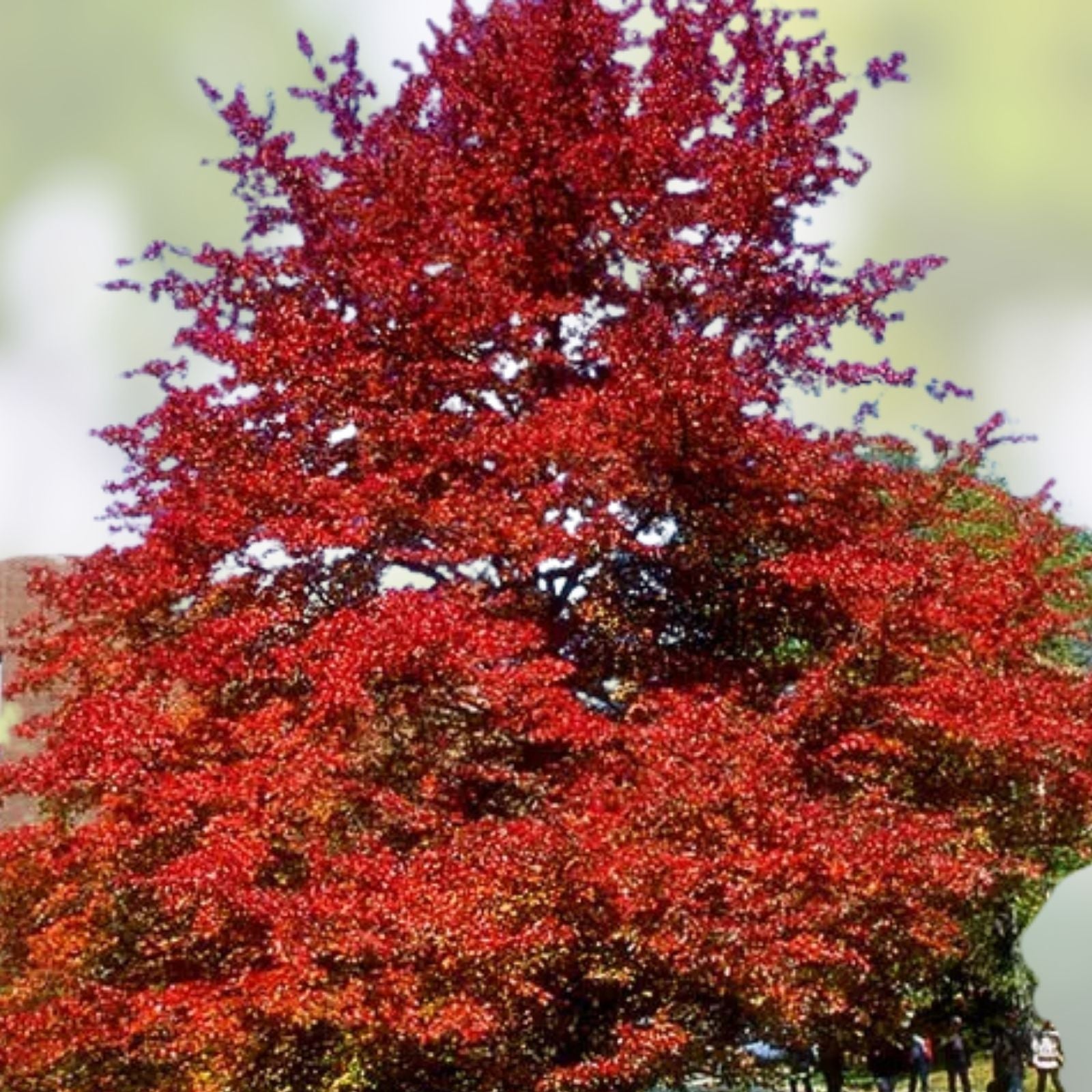 Blackgum Tree Live Plants Set of 2 Nyssa sylvatica Bare Root Deciduous Hardwood Trees 16-24 inches
