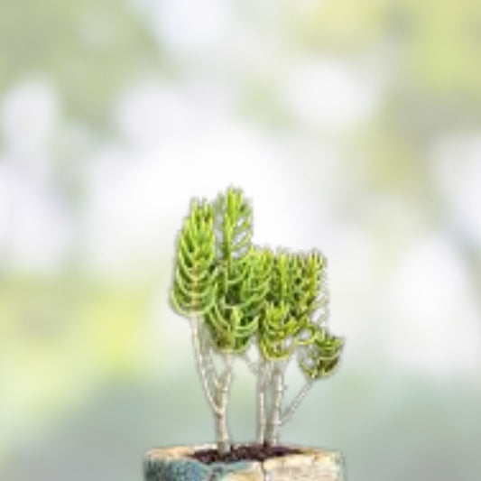 Mini Pine Tree Cuttings 4 Pack – Indoor Bonsai Starter Plants, Pinus spp., Live Houseplants, Home Decor, Fast Shipping