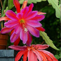 Epiphyllum Orchid Cactus Cuttings, Live Plant, 4 rooted stems, new growth, hybrid, houseplant, succulent, flowering cactus
