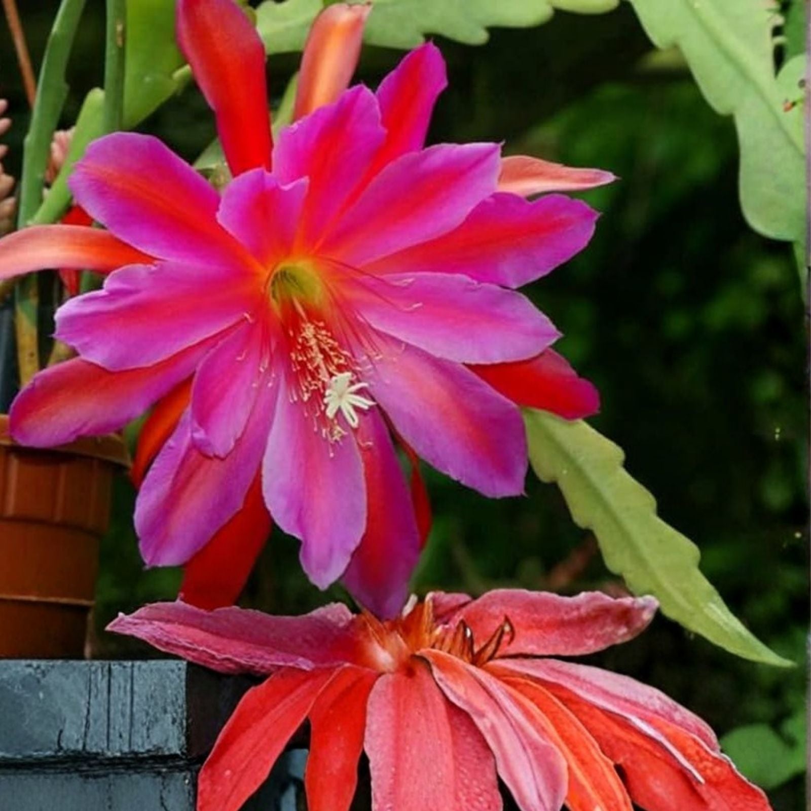 Epiphyllum Orchid Cactus Cuttings, Live Plant, 4 rooted stems, new growth, hybrid, houseplant, succulent, flowering cactus