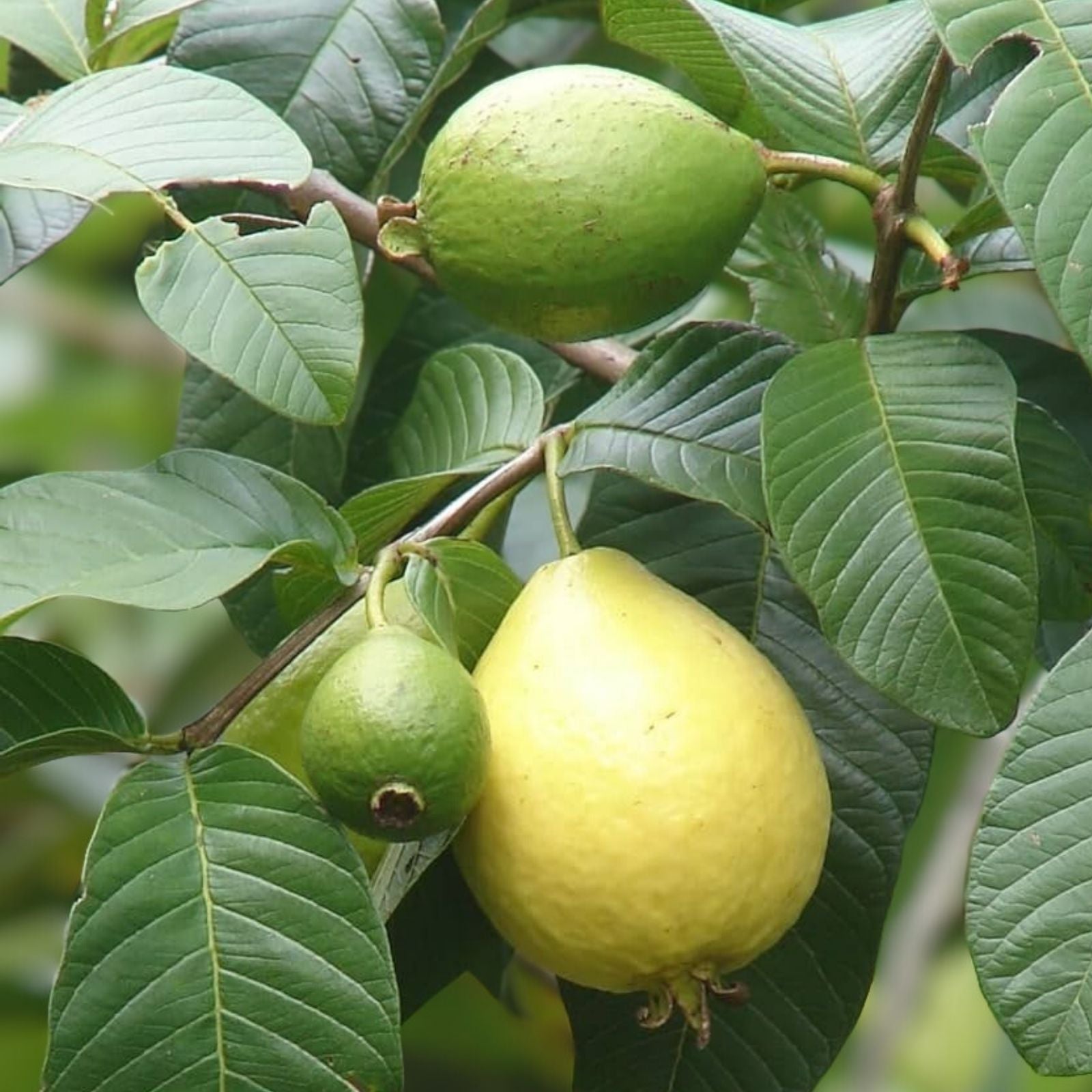 Guava Fruit Bonsai Seeds - 50 Pack - Tropical Exotic Psidium guajava Indoor Garden Plant - New Harvest Quality