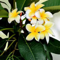 Yellow Plumeria Starter Cutting - 10 inch Unrooted Single Head Pack of 10, Tropical Flowering Plant, Plumeria rubra