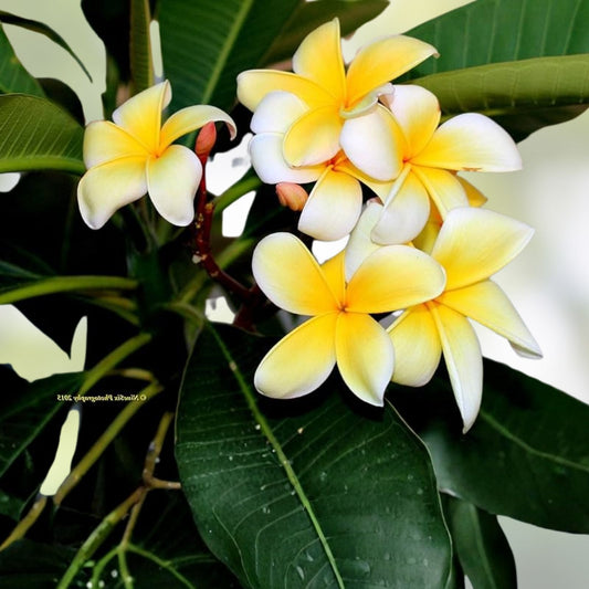 Yellow Plumeria Starter Cutting - 10 inch Unrooted Single Head Pack of 10, Tropical Flowering Plant, Plumeria rubra