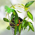 Well Rooted Hoya Tannaensis Plant - Tropical Indoor Houseplant with Green Foliage - Easy Care Live Plant