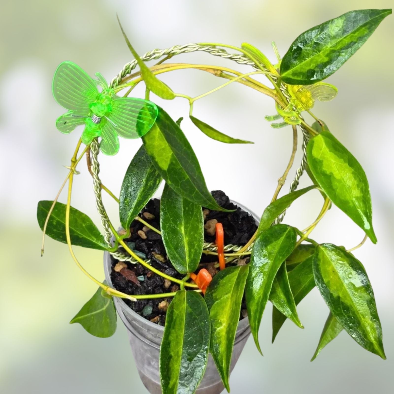 Well Rooted Hoya Tannaensis Plant - Tropical Indoor Houseplant with Green Foliage - Easy Care Live Plant