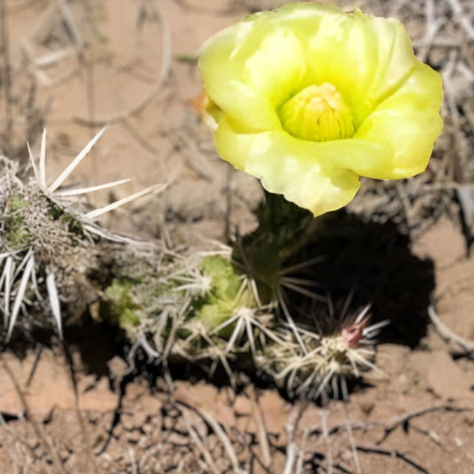 Grusonia Clavata Cactus Cutting – Live Succulent Drought-Tolerant Desert Plant for Indoor Outdoor Decor