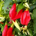 Red Turk's Caps Live Plant Cuttings – Sleeping Hibiscus Flower Bush – Hibiscus aculeatus – Tropical Shrub for Garden or Patio