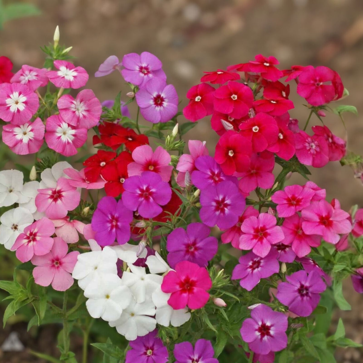 Phlox Seeds 125 Count Bungaa Variety Annual Garden Flower Seeds Phlox paniculata
