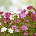 Cosmos bipinnatus Seeds Organic Mix - Colorful Flower Seeds - Live Plant, Cutting, Bare Root, Starter Plant, USA Grown, Free Shipping