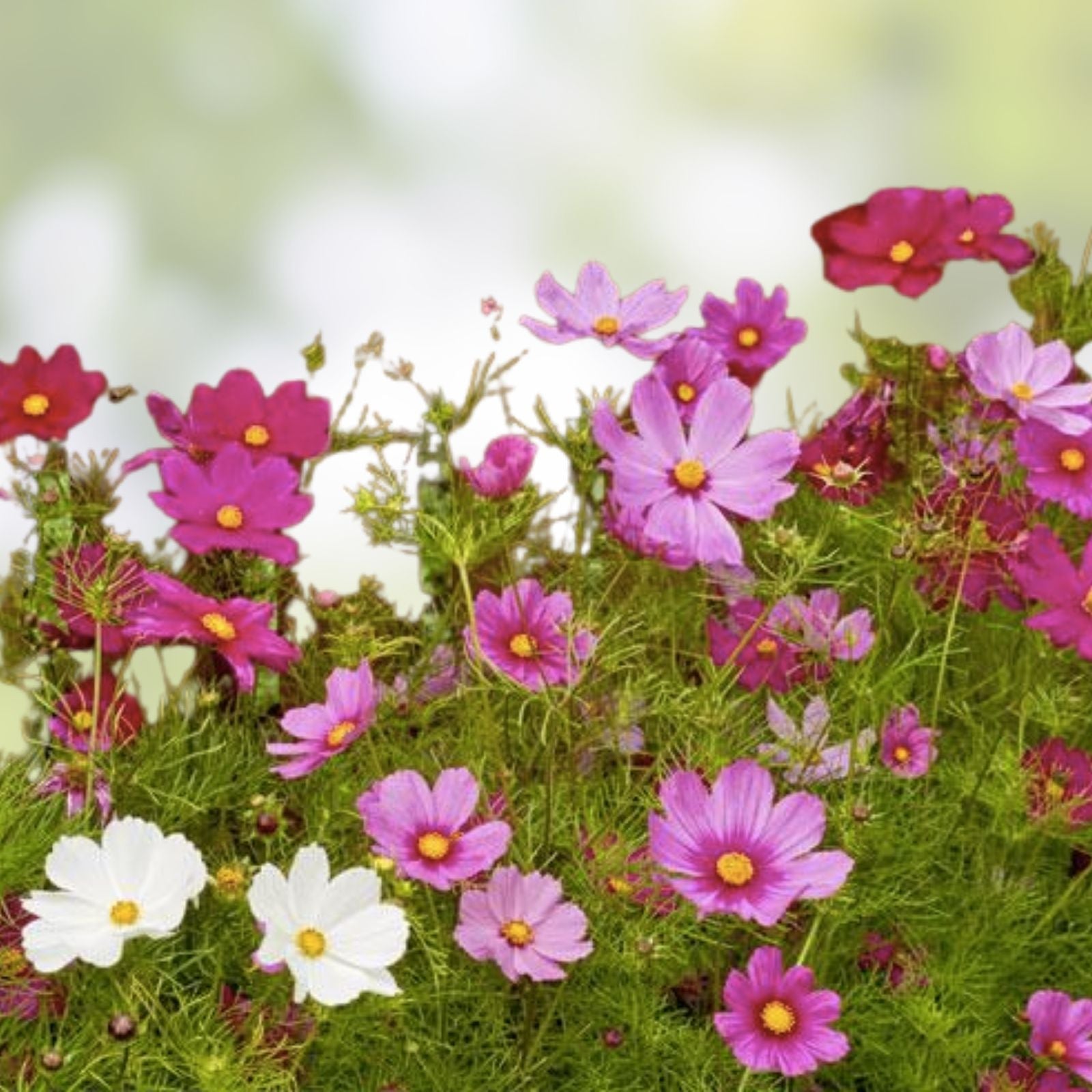 Cosmos bipinnatus Seeds Organic Mix - Colorful Flower Seeds - Live Plant, Cutting, Bare Root, Starter Plant, USA Grown, Free Shipping