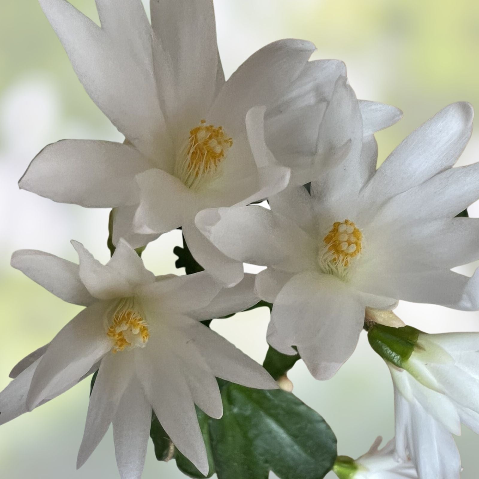 Easter Cactus Plant - White Spring Sunrise - Rooted Rhipsalidopsis Hatiora - Indoor Houseplant, Blooming Succulent