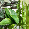 15 Varieties Rooted House Plant Cuttings for Propagation Indoor Garden Home Decor Gardening Supplies