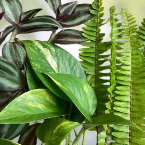 15 Varieties Rooted House Plant Cuttings for Propagation Indoor Garden Home Decor Gardening Supplies