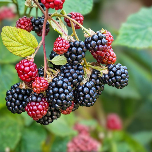 Sawtooth Blackberry Plants 10-Pack Thorny Rubus fruticosus Wild Berries Hardy Shrubs Zones 6-9