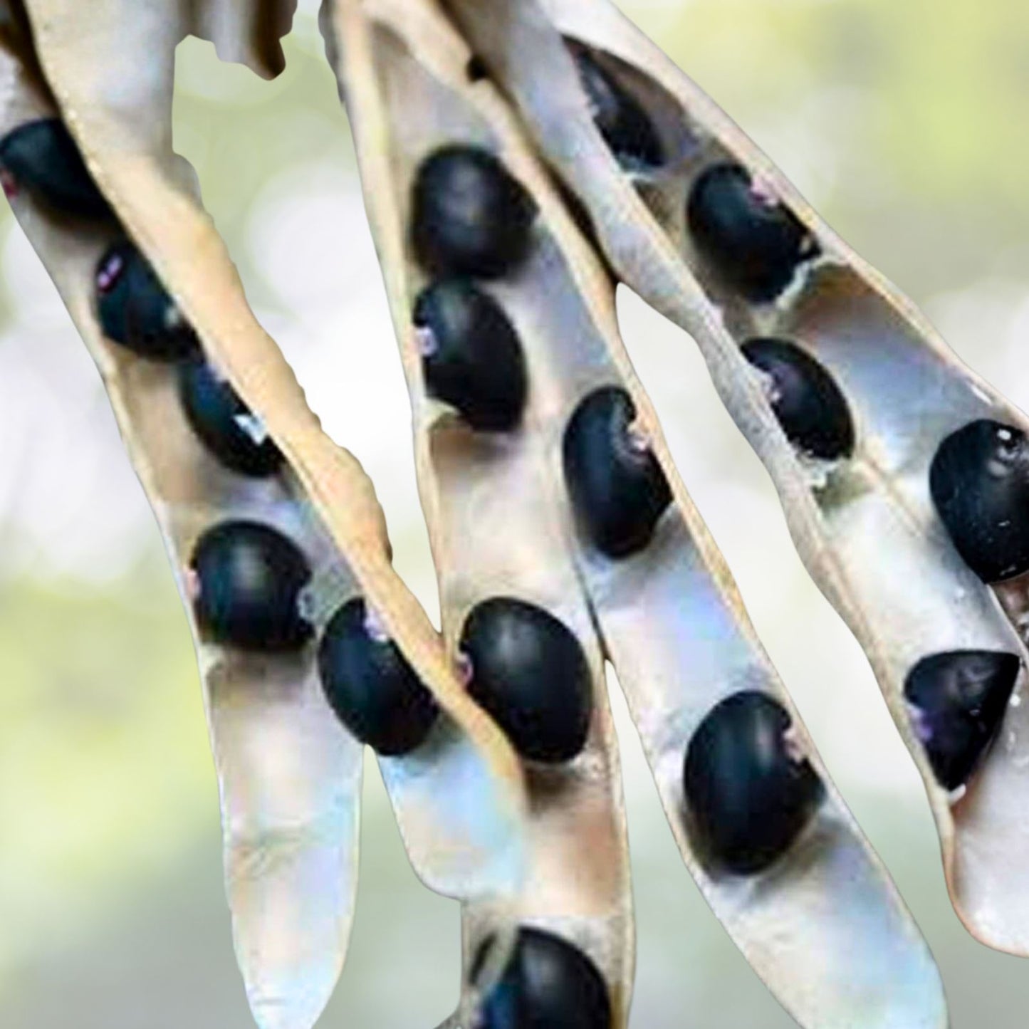 Heirloom Black Turtle Pole Bean Seeds 100+ Organic Live Plant Cutting Starter Plant Houseplant