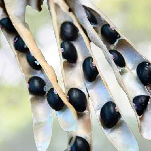 Heirloom Black Turtle Pole Bean Seeds 100+ Organic Live Plant Cutting Starter Plant Houseplant
