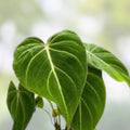 Philodendron Gloriosum Plant 4-inch Pot Rare Velvet Aroid Live Indoor Plant Healthy Rooted